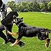 Morezi Dog Bite Sleeve Training Protection, Heavy Duty Nylon Durable, Fit Pit Bull German Shepherd Malinois, Puppy Small Dogs Training Biting Tugging War Toy - Black