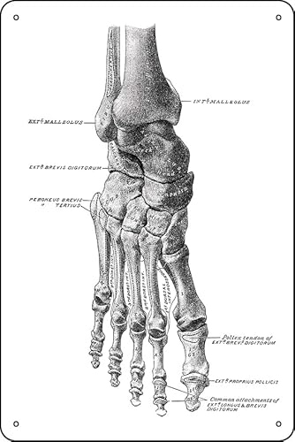Foot Bone Anatomy Diagram Metal Sign Vintage Sign 12 X