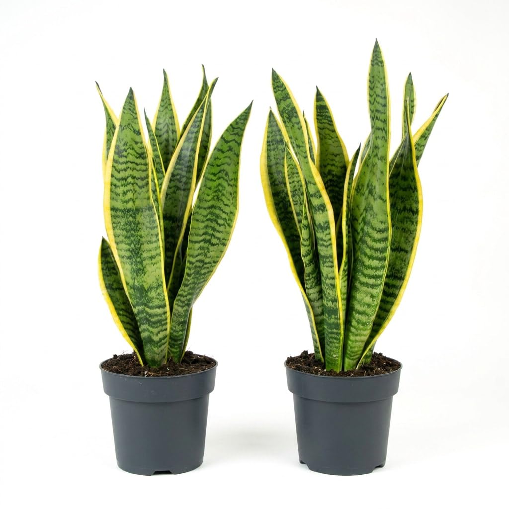 IFLO® Bogenhanf Sansevieria Laurentii 2er-Set – 50-65 cm, luftreinigende, pflegeleichte Zimmerpflanzen im Topf 17-19 cm