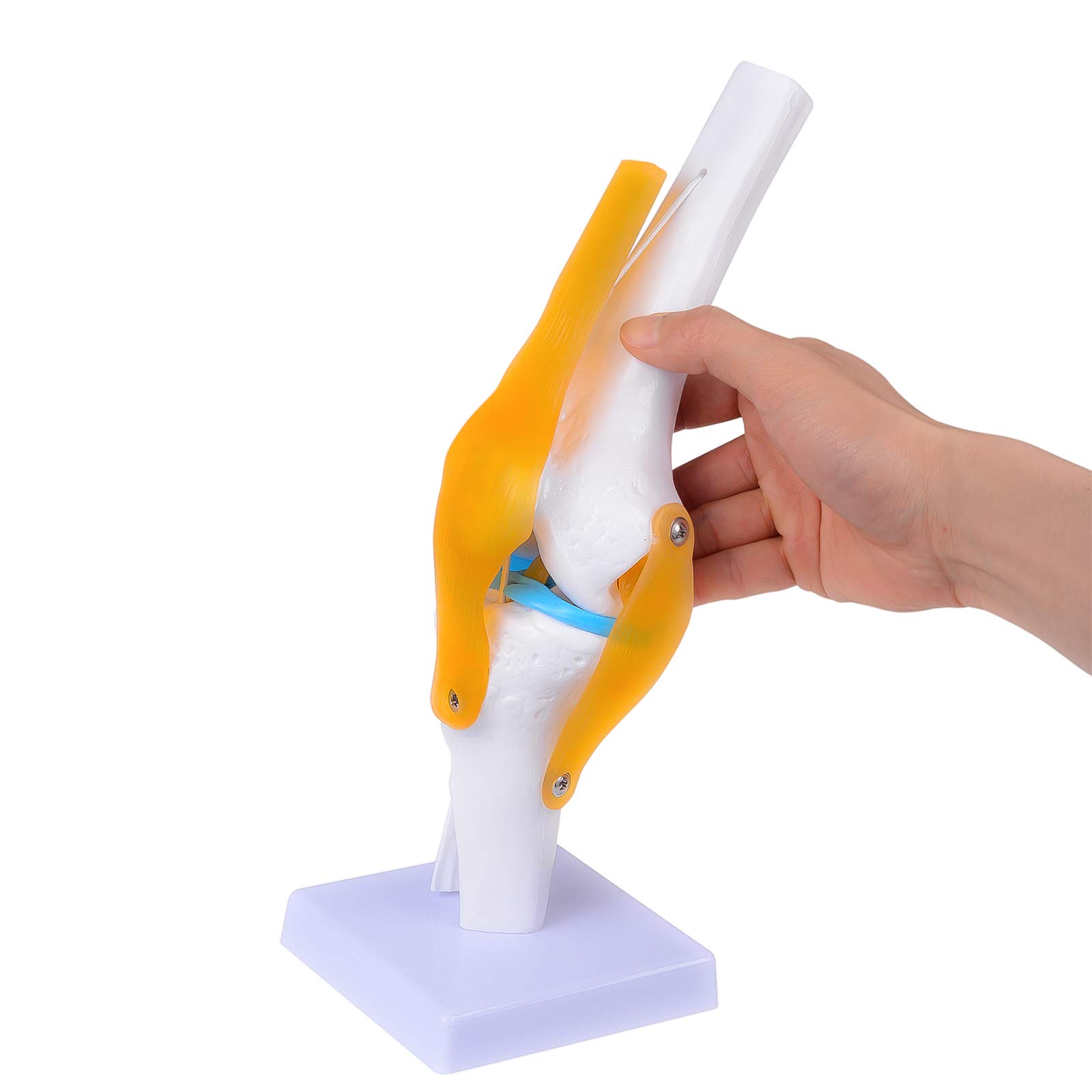 Buy Dental Human Knee Model with Ligaments and Musles, Anatomical Knee Joint Model , Human 11
