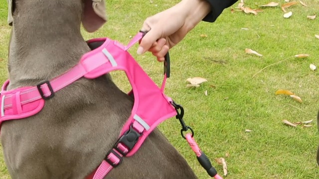 Dog Harness No Pull Adjustable Reflective,for Medium and Large Small Dog with Leash 59.06in (Pink, XL) - image 8
