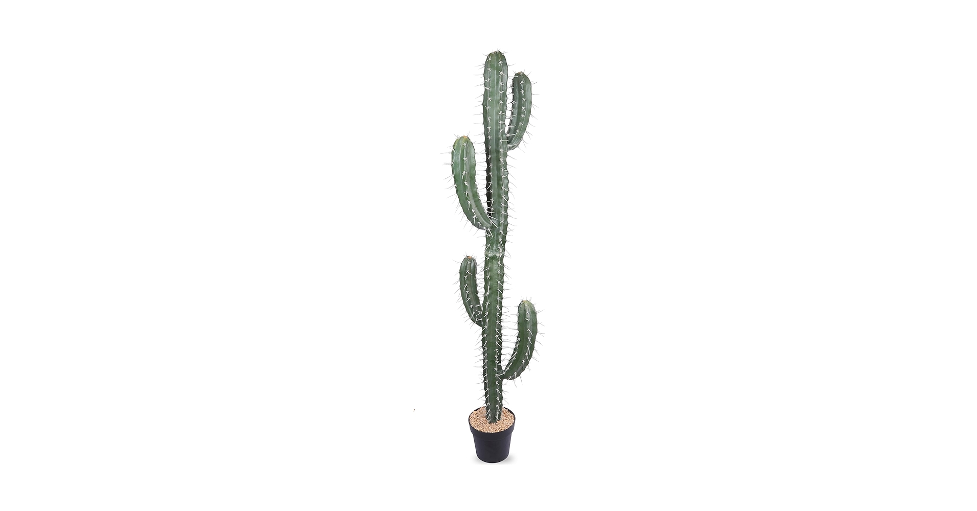 Nala ナラ　Cactus all in one Nala ナラ Cactus all in one Opuntia Ficus-indica 'burbank