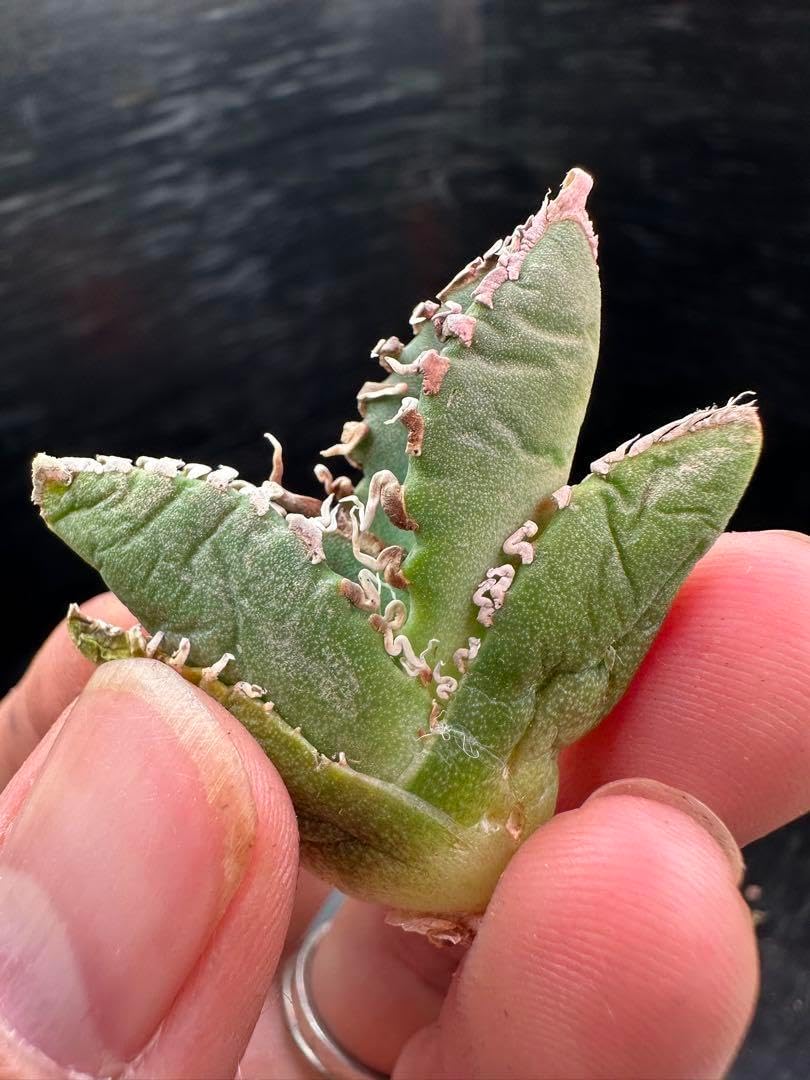 アガベ】 SAD 極上OC アガベ チタノタ 南アフリカダイヤモンド / SAD