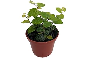 Green Creeping Fig: Flourish Your Fairy Garden