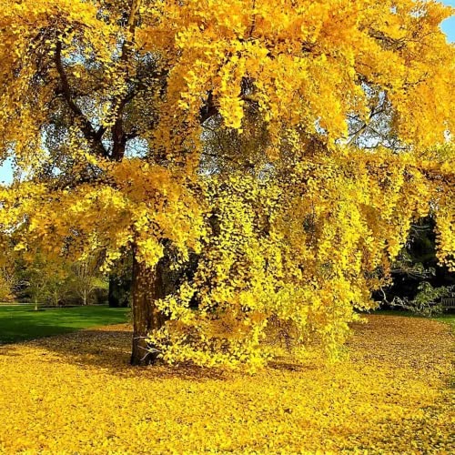 Chuxay Garden Ginkgo Biloba Seed 10 Seeds Ginkgo Tree Plant Privacy Screen Edible Fruit Deciduous Tree Exotic Charm #TOP4