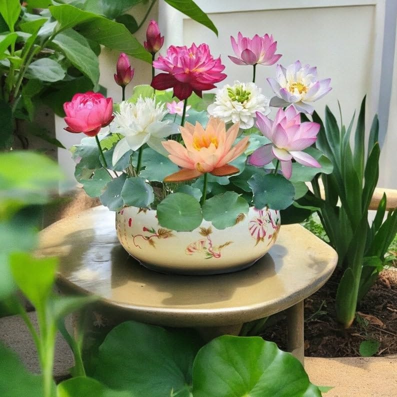 JIGNISHA SEEDS Lotus Seeds for Planting in Water | Kamal Gatta Mix Flower Seeds | Lotus Seeds for Planting in Pond | Mix Flower Seeds | For Ponds, Home, Kitchen And Balcony Garden | Pack Of 15 (B0CPBKCY78) Amazon Price History, Amazon Price Tracker
