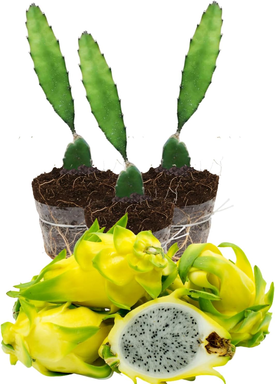 Set of 3 Mixed Dragon Fruit Plants Live, 4-7 Inches Tall, Tropical Dragonfruit Cactus Tree for Outdoor Spring Growing