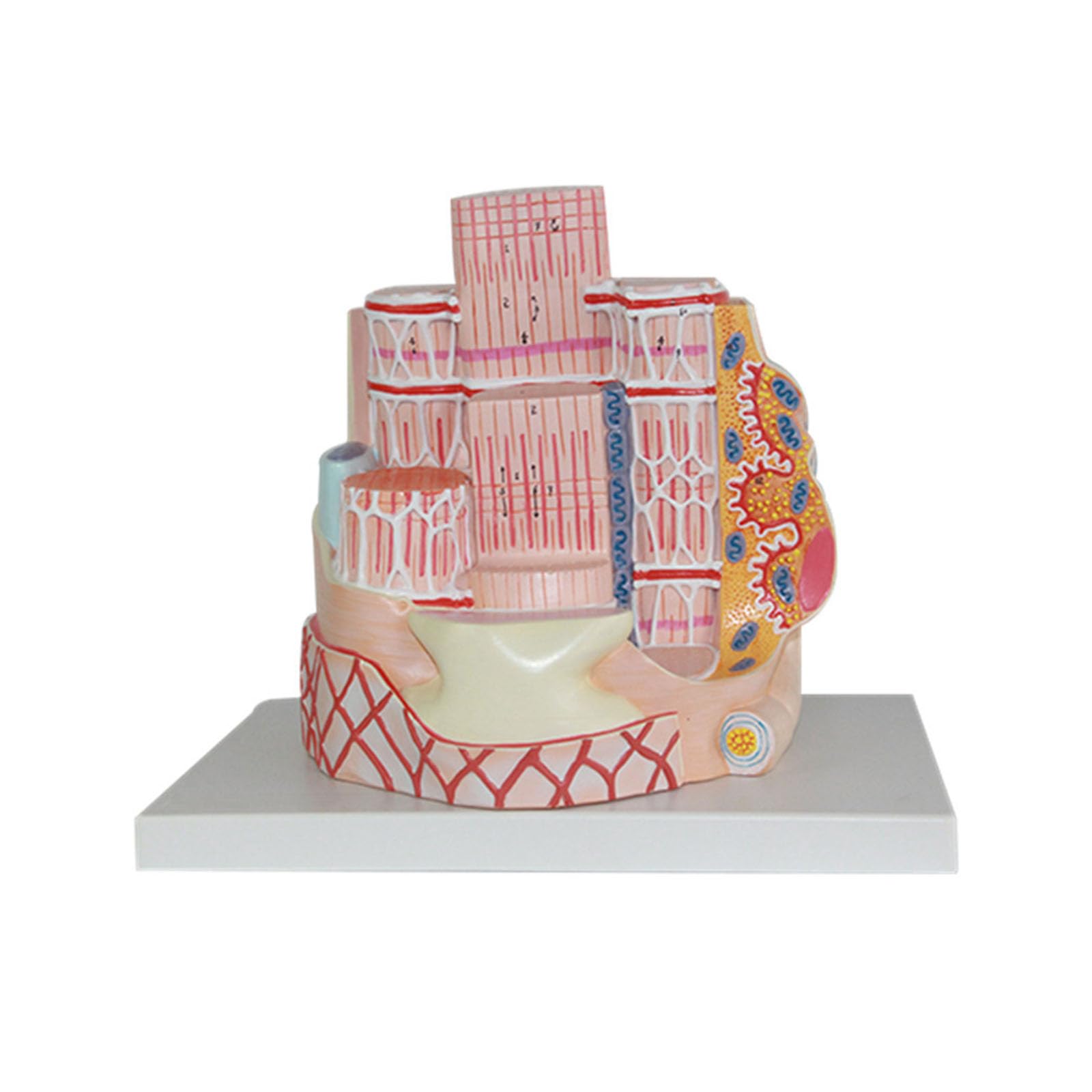 Modello Anatomico Microscopico Fibra Muscolare Scheletrica Umana Miofibrilla Sarcomero Capillare Replica Per Biologia Riabilitazione Sportiva Studente Microstruttura Aula Didattica,Skeletal muscle a