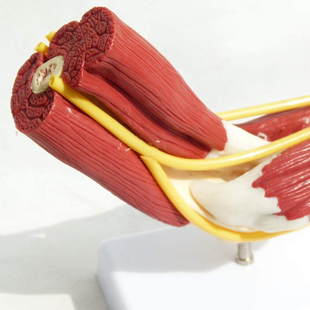 Model Anatomiczny, Model Szkieletu Kończyny Górnej - Zespół Kości Więzadła Mięśnia Ramienia - Ludzki Mięsień Stawu Anatomiczna Kość