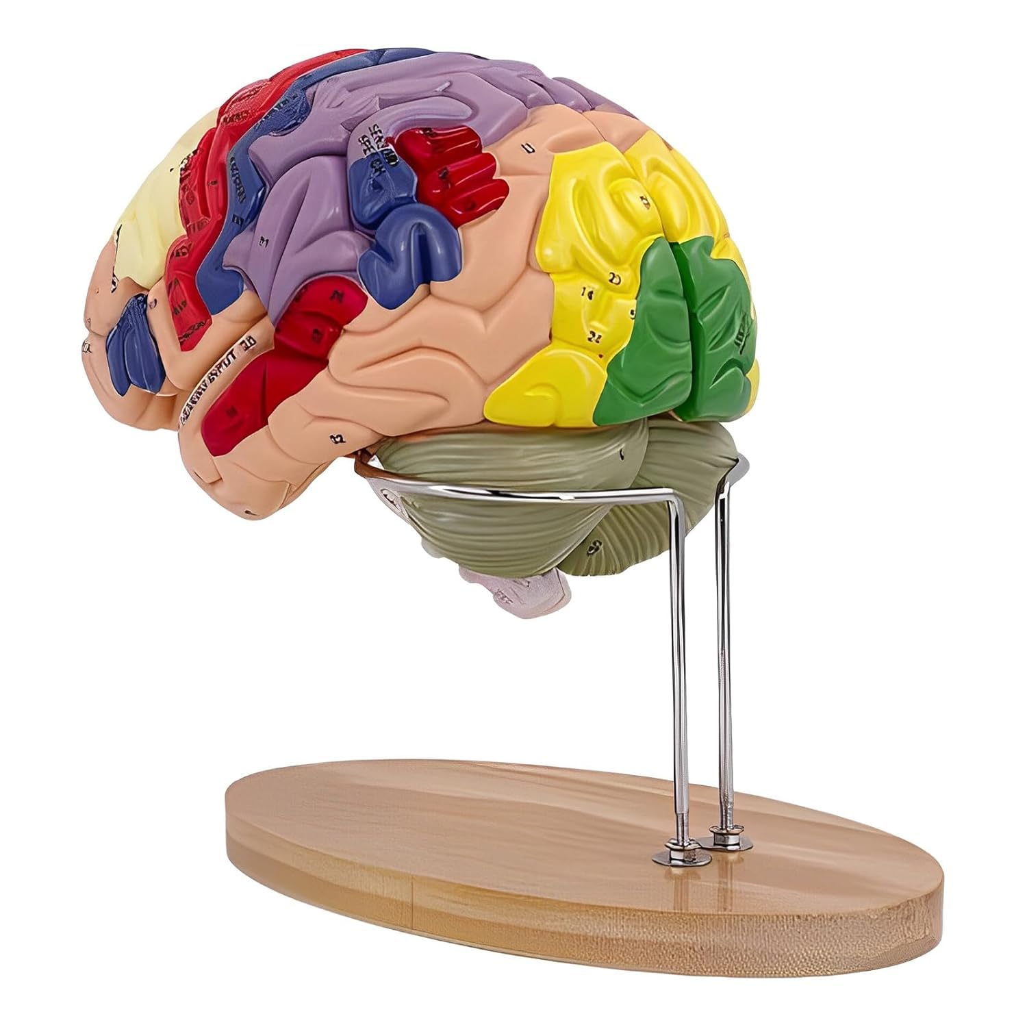 Modello di Cervello Umano Anatomicamente Preciso Maqueta Cervello 4 Porzioni per La Esposizione Medica Aprendizaje Maqueta Cervello Umano Psicologia di Dimensione Reale 2X