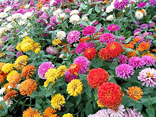Dahlia Flowered Zinnia Mix Flower Seeds For Planting, 500+ Heirloom Flower Seeds Per Packet, (Isla's Garden Seeds), Non Gmo Seeds, Scientific Name: Zinnia Elegans, Great Home Garden Gift #TOP1