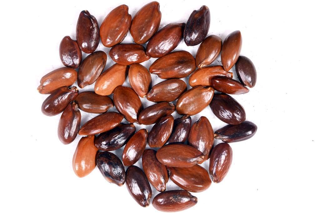 RK Seeds- Mimusops elengi seeds -Bullet wood tree seeds - Indian medlar seeds- Medlar, Bullet wood Seeds for growing , Elengi -thick shade tree, BAKUL tree seeds, Maulsari,precious Mimusops elengi , Spanish cherry seeds - Pack of 100 g (B07J1YDJYB) Amazon Price History, Amazon Price Tracker