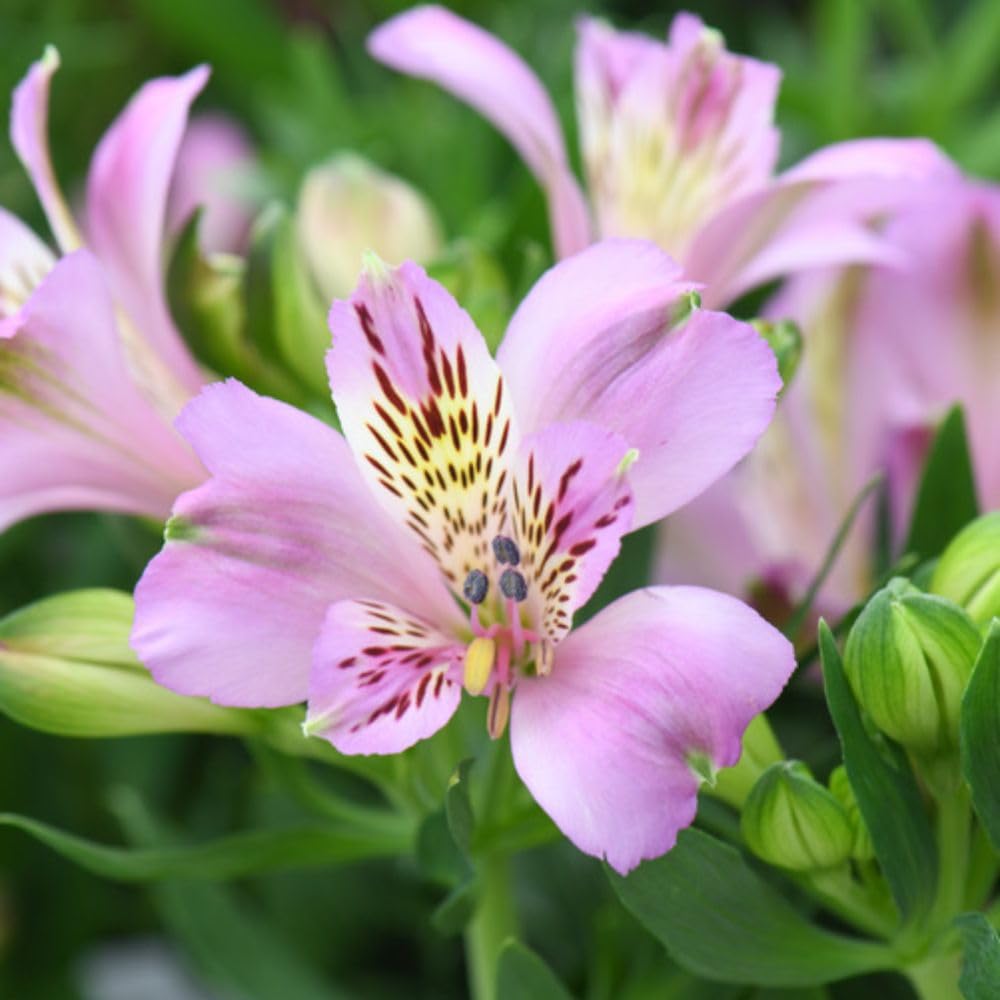 Alstroemeria Inticancha Navayo Hardy Perennial Peruvian Lily, Exotic Pink-Purple Blooms, Ideal for Borders & Patio Pots 2L Potted Plant by Thompson and Morgan