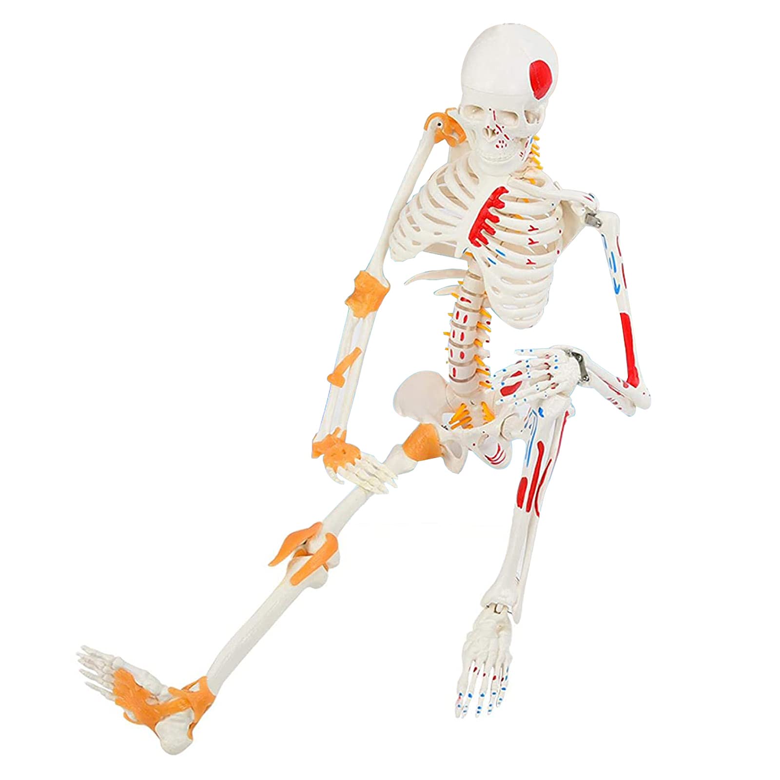 Model ludzkiego szkieletu 85 cm do edukacji anatomii medycznej, narzędzie do nauczania szpitala i szkoły