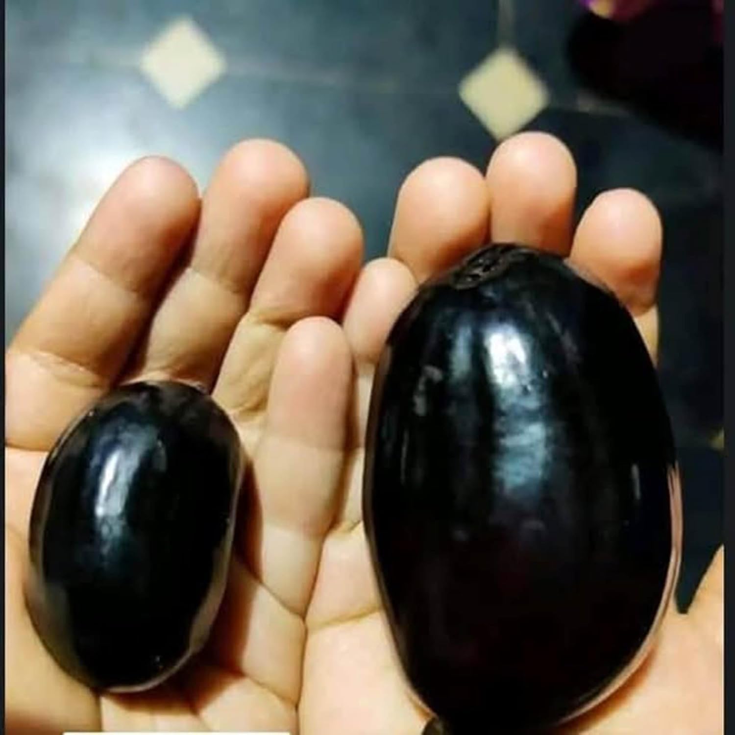 Thai Variety Kg 10 Black Jamun Garfted Plant, Outdoor Black Indian Blackberry Fruit Plant, Syzygium Cumini Live Sapling Parfect for Home Gardaning (pack of 1)-image-46