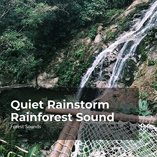 Amazon.co.jp Quiet Rainstorm Rainforest Sound Forest Sounds