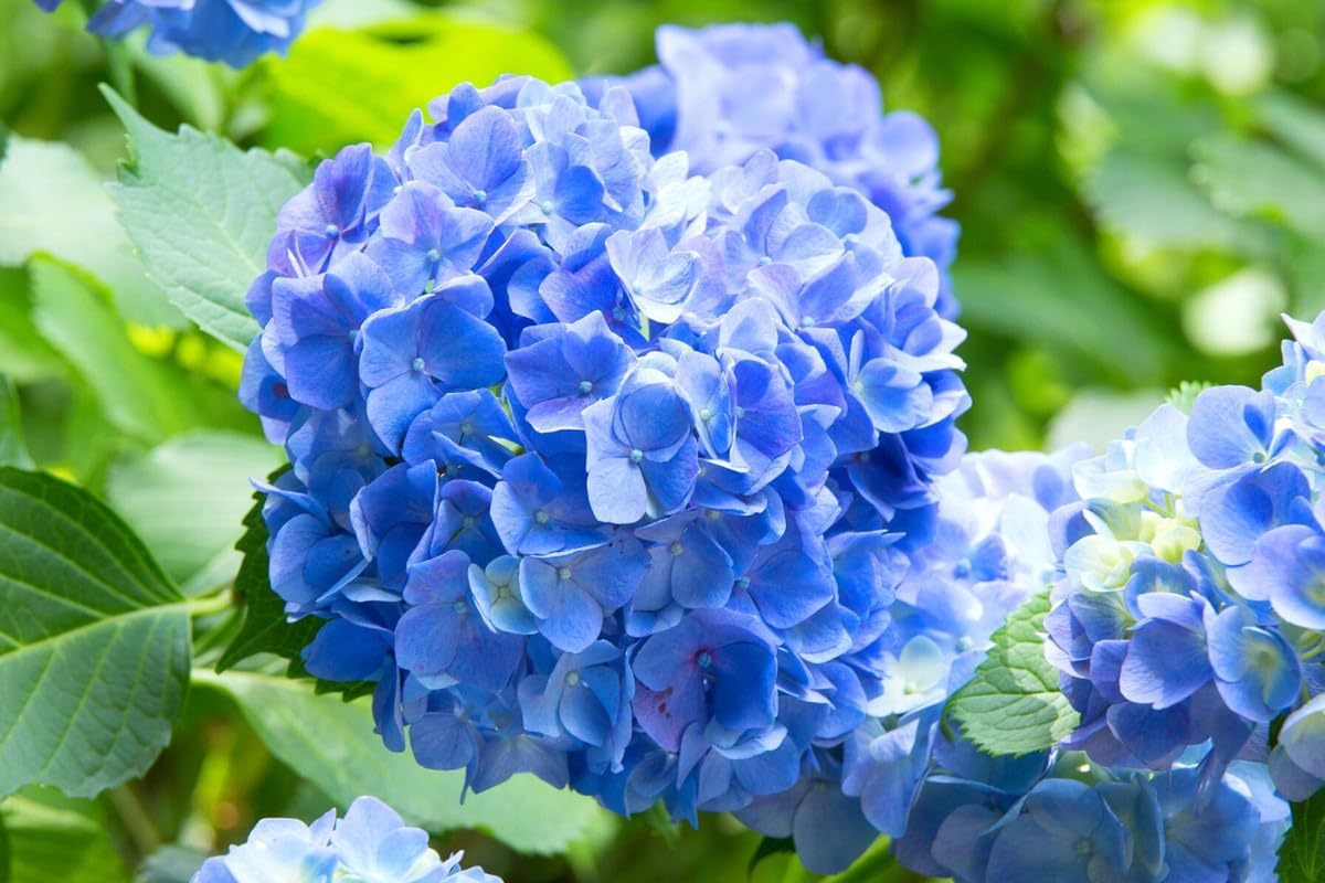 Amazon.com: Blue Hydrangea Plant Live, 6 pulgadas a 12 pulgadas de