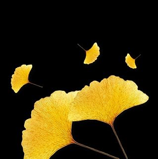 5PCS Ginkgo Biloba Fruit Seeds, Rare Heirloom Organic Ginkgo Tree Seed, Beautiful Ginkgo Leaves Flying Like Butterflies Non-Genetically Modified Seeds
