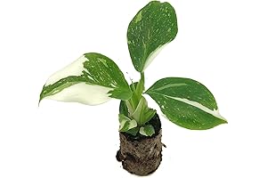 Embellish Your Home with the Enchanting Philodendron White Wizard