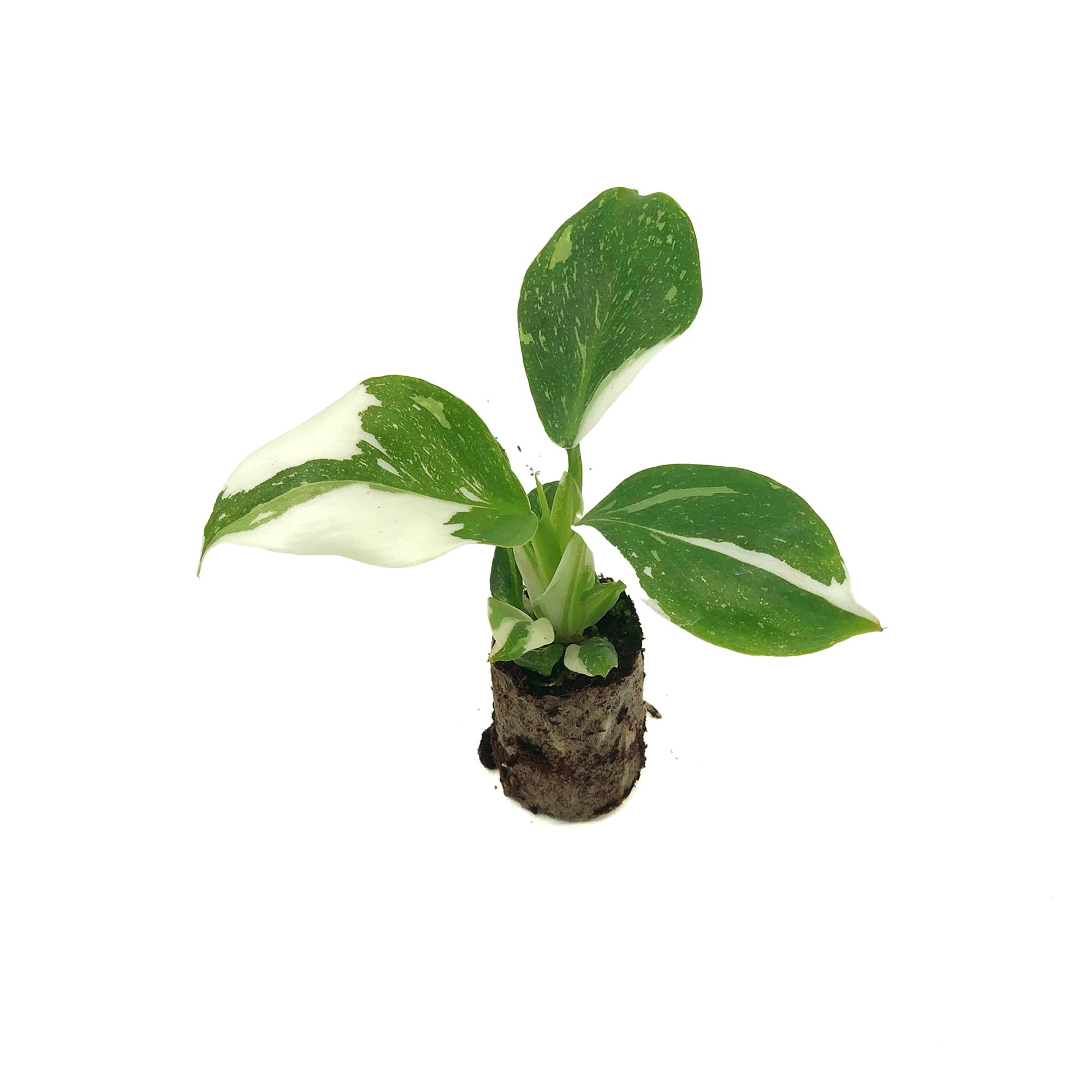 Amazon.com : Live Plant - Philodendron White Wizard, 4-6 Tall 2 Plug -  1ct - Live Arrival Guaranteed - House Plants for Home Decor & Gift : Patio,  Lawn & Garden