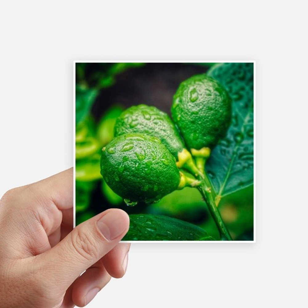 Sticker carré citron fruits frais 10cm de DIYthinker pour ordinateur et valise lot de 8pcs