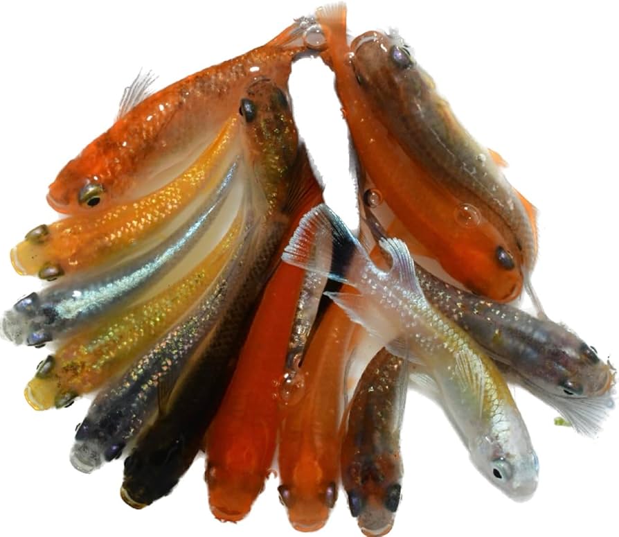 愛望ママ リッチB C各2kg メダカ エサ 愛望ママ リッチB C各2kg メダカ エサ 愛望ママ様専用 リッチB C