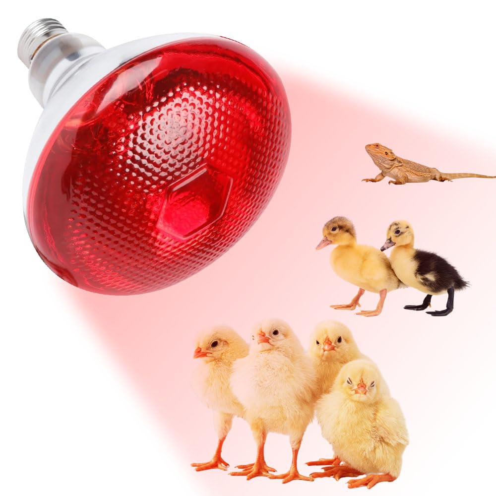 Lampada Riscaldante A Infrarossi 250W E27 - Per Rettili, Animali E Termoterapia, Vetro Temperato - Foto 11