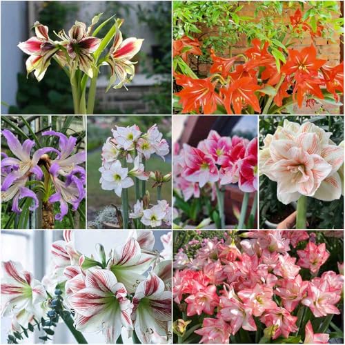 Bulbo di Amaryllis - Resistente decorazione primaverile da esterno, bulbi da giardino, bulbi da prato, bulbi da bonsai, 1 pezzo