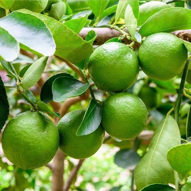 Image of GreenWorld Special All Time Big Size Desi Kolkata Pati Lemon /Nimboo (Pack Of 2 / Guti Kolom) Live Plant,Healthy & Air Layered Plant,''Fruit After 3 to 6 Month''