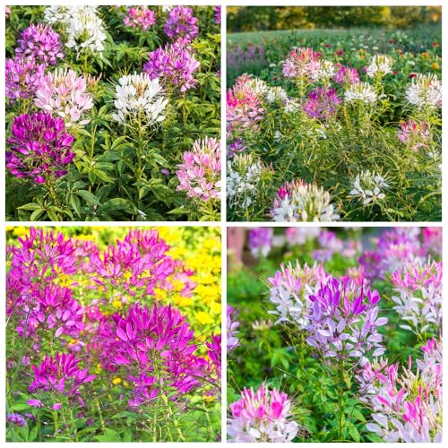 5000+Cleome Spider Organic Flower Seeds for Planting Outdoor Butterflies Pollinator-Friendly