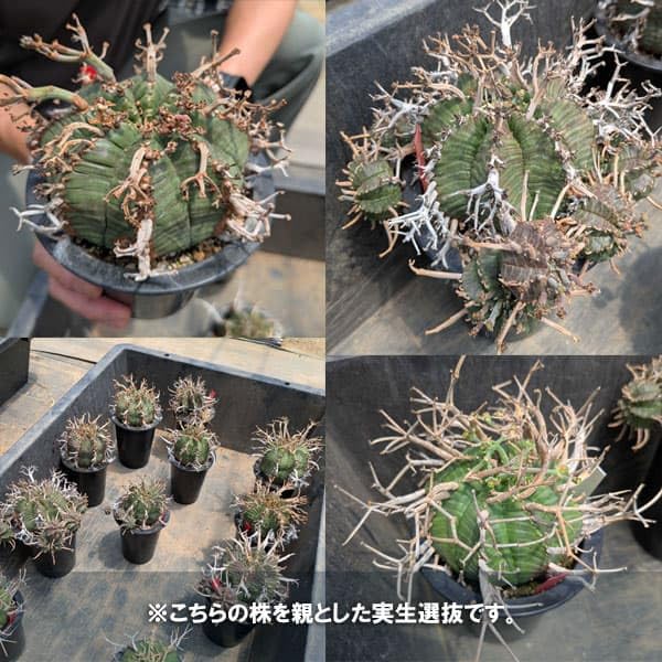 Amazon｜ユーフォルビア：スーパーバリダ（実生特選株） 3号鉢植え