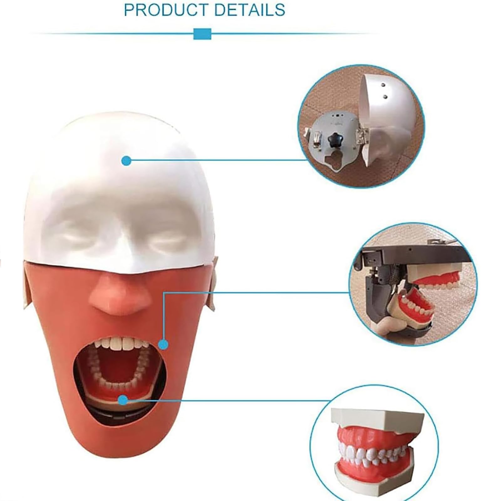Dentalsimulator, Dental-Phantomkopfmodell Mit Tischmontage, 360° Verstellbar, 1:1 Hohe Emulation, Zähne Können Bewegt Und Entleert Werden, Sicher Und Geruchlos,für Zahnärzte, Zahnarzthelferinnen