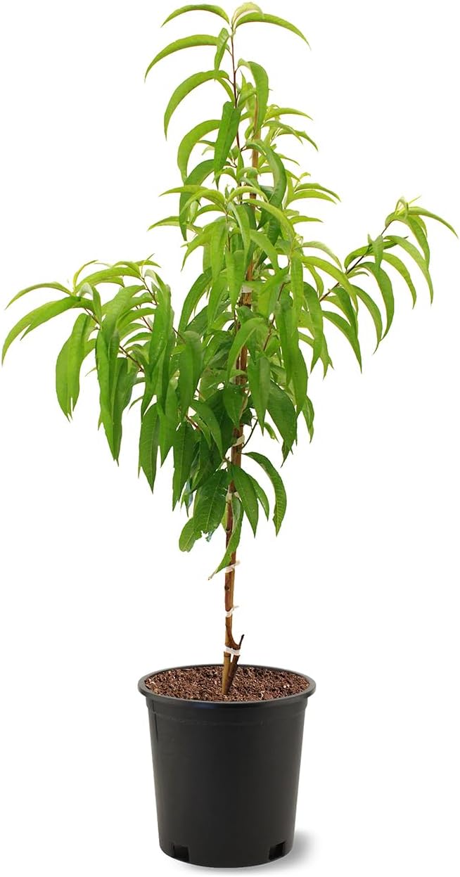 Peach Bounty Tree - 7 Gallon (Due to Agricultural Laws, we Cannot Ship to CA, AZ, AK, or HI)