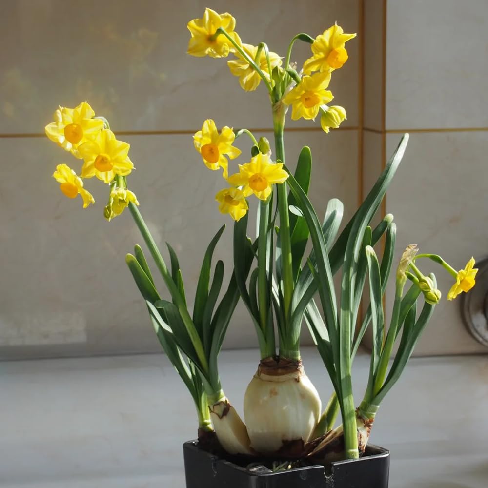 narzissen zwiebeln kaufen - seltene pflanzen serie - 2 pcs gelb1 narcissus  flower blumenzwiebeln, balkon hydrokultur blumen, zwiebel stauden  zimmerpflanzen, frhjahrsblher topfpflanzen : Amazon.de: Garten