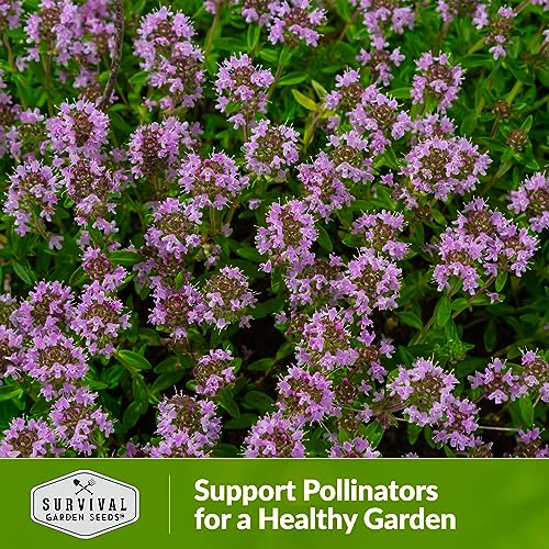 Creeping Thyme Seed for Planting - 1 Packet with Instructions to Plant and Grow Resilient Ground Cover in Your Home Garden - Non-GMO Heirloom - Survival Garden Seeds - Thumbnail 6
