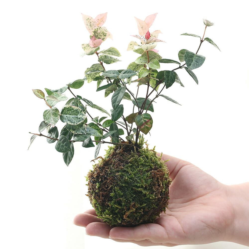 Amazon｜（観葉植物）苔玉 ハツユキカズラ（初雪葛） Ver．這