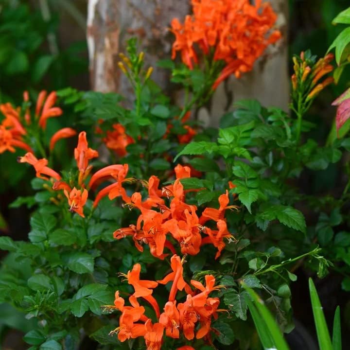 Image of Live Flame Vine Orange Trumpet Vine Creepers & Climbers Flower Plant, Orange Tecoma Flower Bignonia Pyrostegia Venusta, Live Plant With Black Plastic Pot (TECOMA FLOWER PLANT)