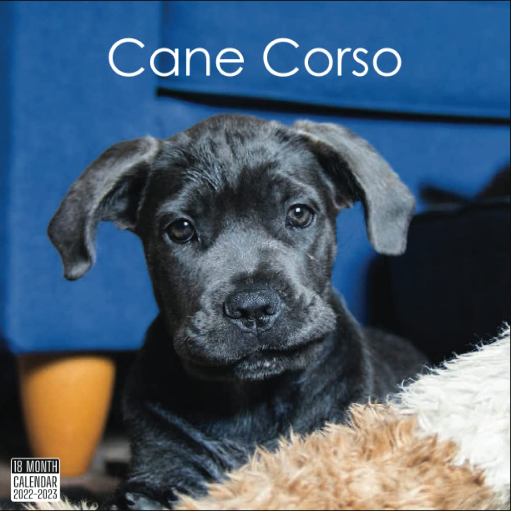 Buy Cane Corso 2022 2023 Official Dogs 2022, 18 Month Photo of Cane