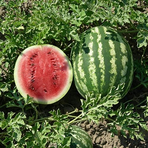 Miniatura 3 de Semillas Fruta Sandía Carmesí Dulce Verde para Plantar - 20 Semillas