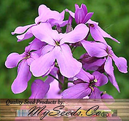 Miniatura 8 de Big Pack - Semillas de cohete de Dama (40,000 semillas) - Hesperis matronalis aka Queen's Gilliflower - Semillas de flores comestibles (paquete