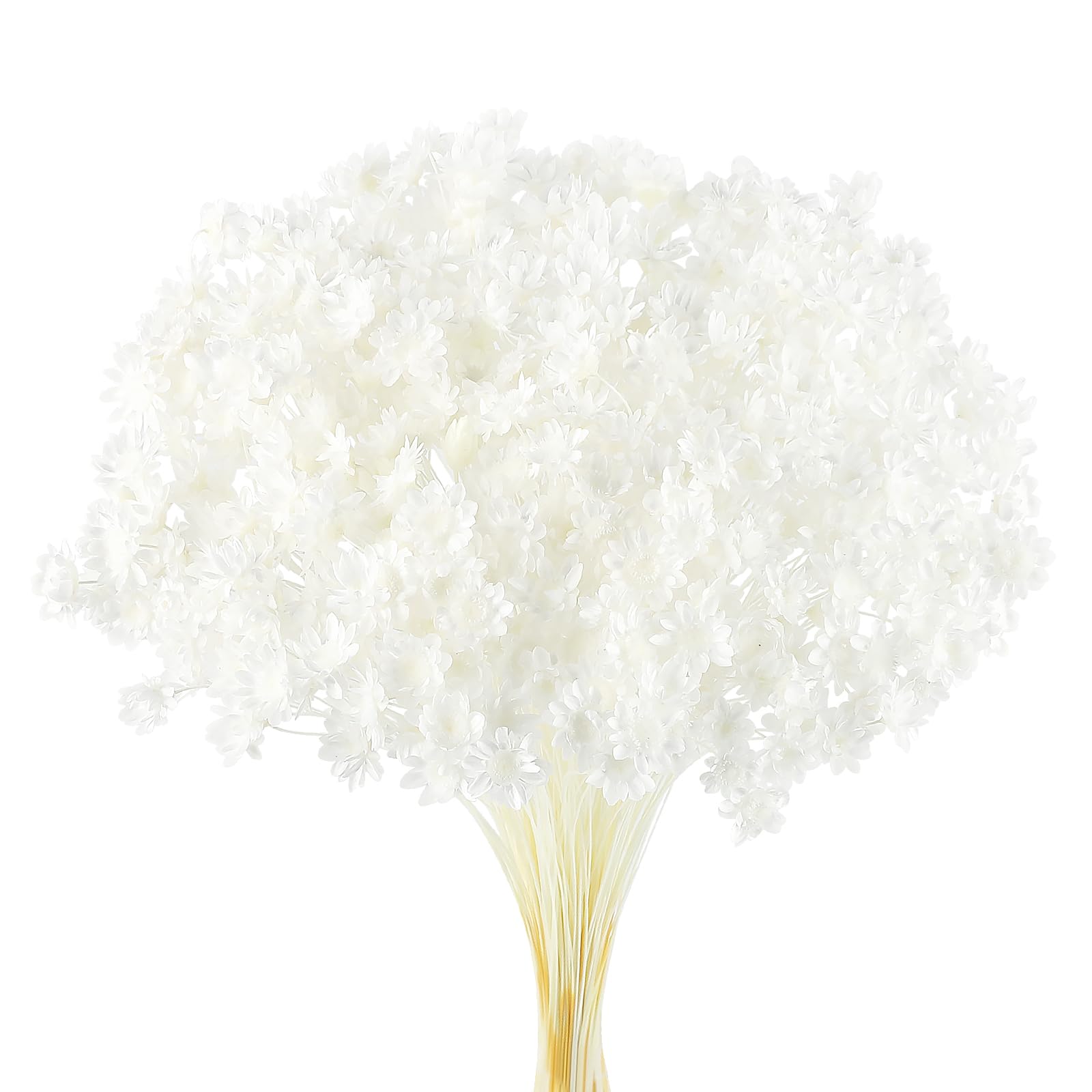Larber 300 PCS Dried Flowers Brazilian White Small Starflower Flowers Mini Dried Flower Bouquet Daisies Mini Chamomile Flower Bouquet for Flower Arrangement Wedding (Snow-White)