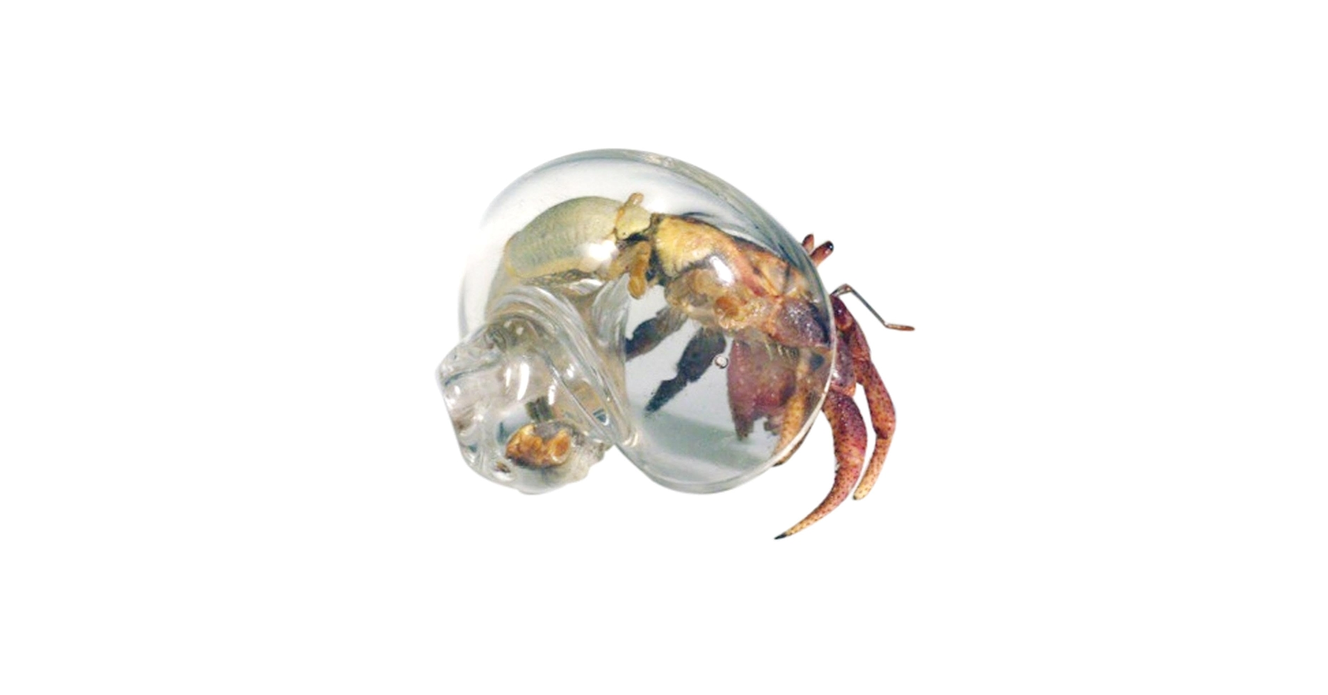 ヤドカリのお宿　{ 貝殻  巻貝 B } ヤドカリのお宿 { 貝殻 巻貝 B } ヤドカリ☆貝殻 4個の通販 by