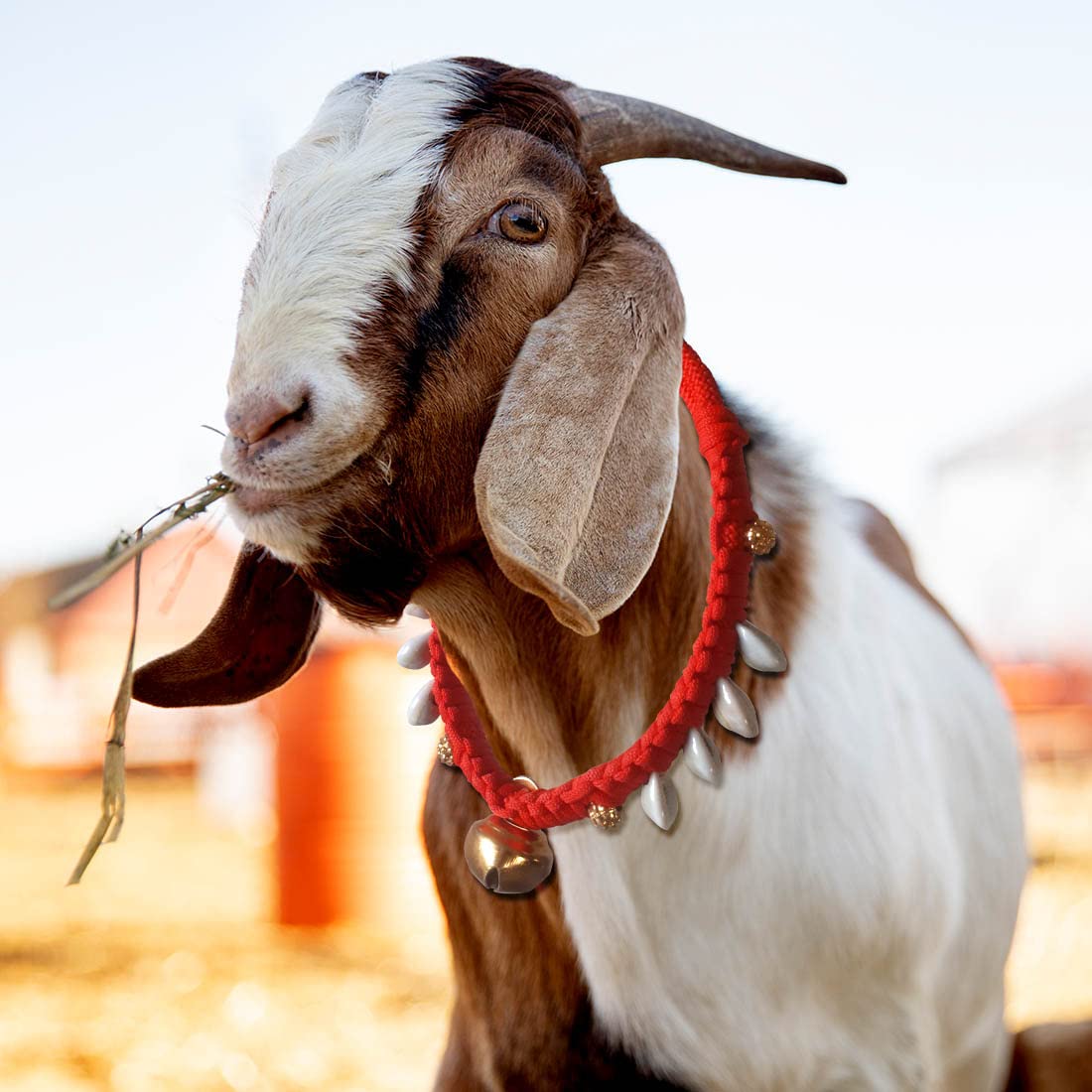 Goat/Sheep Halter Nylon Rope,Goat Cord,Goat Belt in Red Color 61 cm Cow Martingale Leash (Red, Gold, White) (B0C6XRHMSV) Amazon Price History, Amazon Price Tracker