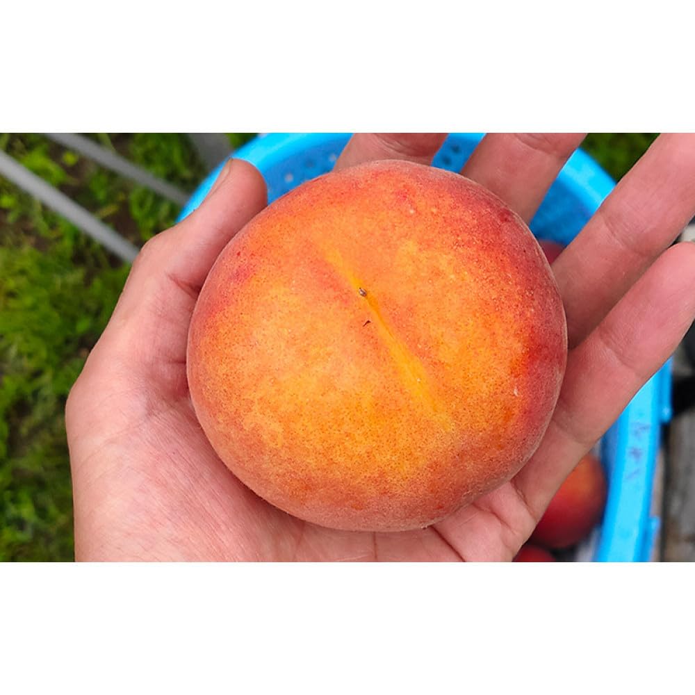 Amazon | 牧野果樹園 長野市産早生ワッサー約5kg(12～18個） | 桃