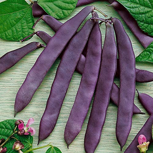 Creative Farmer Vegetable Seeds French Beans Seeds - Beans Purple ?Seeds Seeds Organic Pot Gardening Home Garden Seeds (B07N47H5TW) Amazon Price History, Amazon Price Tracker