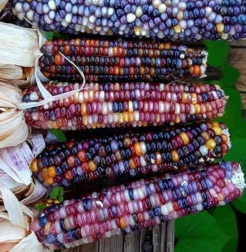 Glass Gem Corn Seeds Heirloom, Non-GMO, Rainbow Popcorn Variety | Pack of 30 Seeds