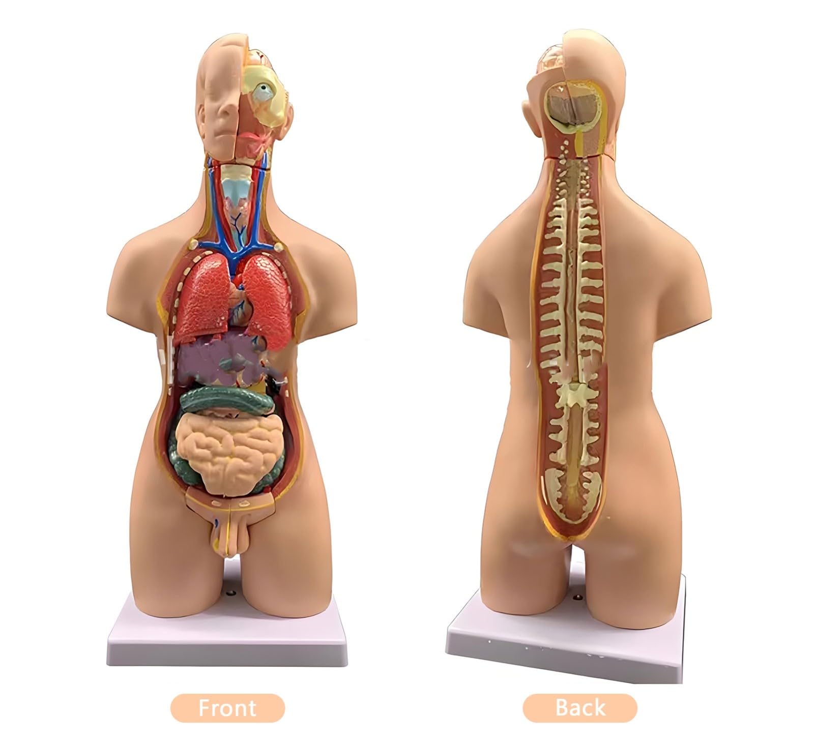 Xiaoxu Modèle d'anatomie Humaine de 55 cm avec Organes Amovibles, kit d'anatomie Portable pour Torse Masculin et féminin, 19 pièces, kit de modèle Anatomique Humain éducatif