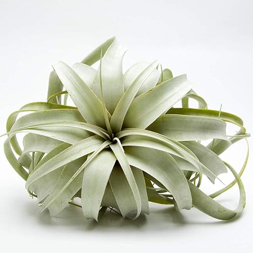Airplant Tillandsia Xerographica de 6 pulgadas de ancho por Garden in the City Se envía desde California Invernadero cultivado