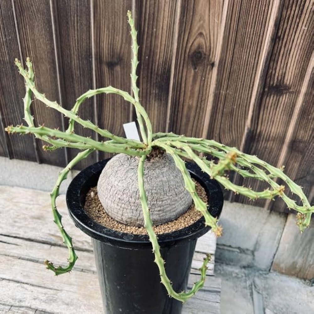 Amazon｜遊恵盆栽 コーデックス：ユーフォルビア デシドゥア 蓬莱島