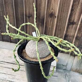 617K9ZAf2eL._AC_UF350, 617K9ZAf2eL._AC_UF350,